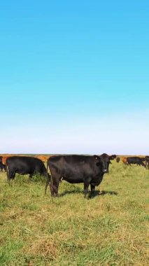Çayırda, çiftlik, büyük kahverengi ve siyah safkan, damızlık inek, boğa otlatma vardır. Sığır eti üretim arazide için. İnekler, boğa seçimi. Güneş ışınları, yaz günü.