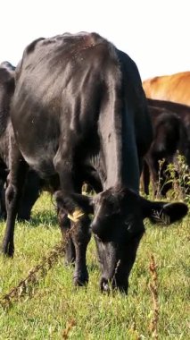 Çayırda, çiftlik, büyük siyah safkan, damızlık inek, boğa otlatma vardır. yaz sıcak gün. Sığır eti üretim arazide için. İnekler, boğa seçimi.