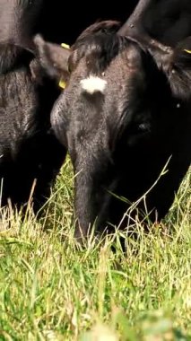Çayırda, çiftlikte, büyük siyah bir soy ağacı, inekler yetiştiriyor, boğalar otluyor, ot yiyor. Yaz günü. Otlakta et üretimi için sığırlar. İnek, boğa seçimi.