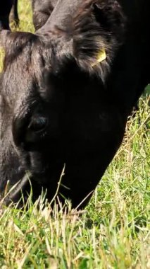 yakın, çayırda, çiftlikte büyük siyah safkan, çim yeme, inek veya boğa ıslahı otlatma. yaz günü. Sığır eti üretim arazide için. İnekler, boğa seçimi.
