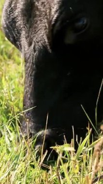 yakın, çayırda, çiftlikte büyük siyah safkan, çim yeme, inek veya boğa ıslahı otlatma. yaz günü. Sığır eti üretim arazide için. İnekler, boğa seçimi.