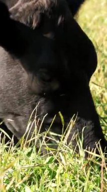 yakın, çayırda, çiftlikte büyük siyah safkan, çim yeme, inek veya boğa ıslahı otlatma. yaz günü. Sığır eti üretim arazide için. İnekler, boğa seçimi.