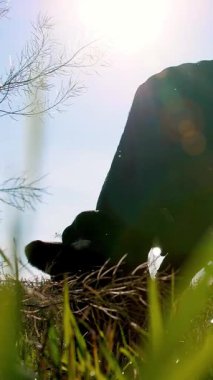 güneş ışığı, karanlık anahat, bir inek yeşil çayır üzerinde otlatma siluet karşı. inek ot çiğneme. yaz sıcak gün. Sığır eti üretim arazide için. İnekler, boğa seçimi.