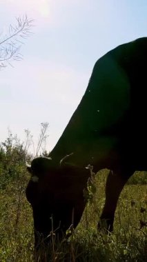 güneş ışığı, karanlık anahat, bir inek yeşil çayır üzerinde otlatma siluet karşı. inek ot çiğneme. yaz sıcak gün. Sığır eti üretim arazide için. İnekler, boğa seçimi.