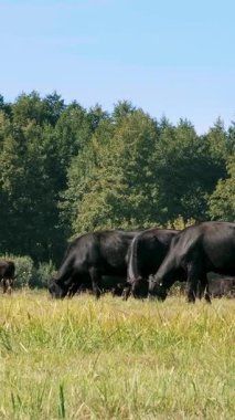 Çayırda, çiftlik, büyük siyah safkan, damızlık inek, boğa otlatma vardır. yaz sıcak gün. Sığır eti üretim arazide için. İnekler, boğa seçimi.