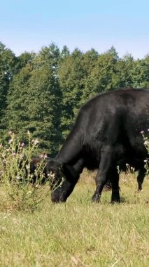Çayırda, çiftlik, büyük siyah safkan, damızlık inek, boğa otlatma vardır. yaz sıcak gün. Sığır eti üretim arazide için. İnekler, boğa seçimi.