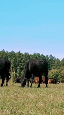 Çayırda, çiftlik, büyük siyah safkan, damızlık inek, boğa otlatma vardır. yaz sıcak gün. Sığır eti üretim arazide için. İnekler, boğa seçimi.