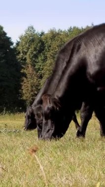 Çayırda, çiftlik, büyük siyah safkan, damızlık inek, boğa otlatma vardır. yaz sıcak gün. Sığır eti üretim arazide için. İnekler, boğa seçimi.