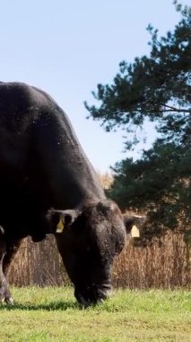 yakın, çayırda, çiftlikte büyük siyah safkan, damızlık boğa otlatma. yaz sıcak gün. Sığır eti üretim arazide için. İnekler, boğa seçimi.