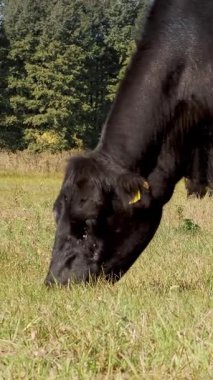 Çayırda, çiftlik, büyük siyah safkan, damızlık inek, boğa otlatma vardır. yaz sıcak gün. Sığır eti üretim arazide için. İnekler, boğa seçimi.