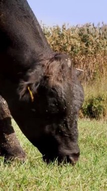 yakın, çayırda, çiftlikte büyük siyah safkan, damızlık boğa otlatma. yaz sıcak gün. Sığır eti üretim arazide için. İnekler, boğa seçimi.