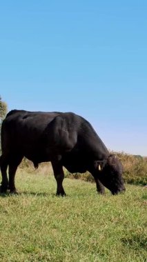 yakın, çayırda, çiftlikte büyük siyah safkan, damızlık boğa otlatma. yaz sıcak gün. Sığır eti üretim arazide için. İnekler, boğa seçimi.