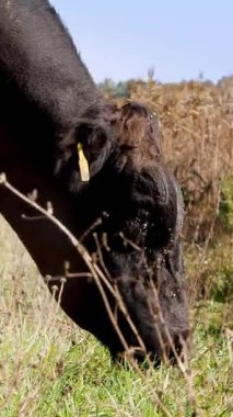 yakın, çayırda, çiftlikte büyük siyah safkan, damızlık boğa otlatma. yaz sıcak gün. Sığır eti üretim arazide için. İnekler, boğa seçimi.