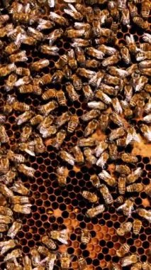 Çerçeveler, bir arı kovanı. Arıcı bal hasat. Arı kovanı teftiş arıcı. Arı sigara içen arılar çerçeve kaldırma önce yatıştırmak için kullanılır.