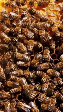 Bir kovan çerçeveleri. Makro çekim arıların petek üzerinde kaynıyor. Çalışma bir kovan arı. Arıların nektar bal işine dön. Arıcı bal hasat. Apiculture. Arı kovanı