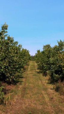 çiftlik alanları ceviz plantasyonları. ceviz ağaçları güneşli bir günde olgunlaşma ile kırsal bir plantasyon içinde sağlıklı ceviz ağaçlarının satırları.