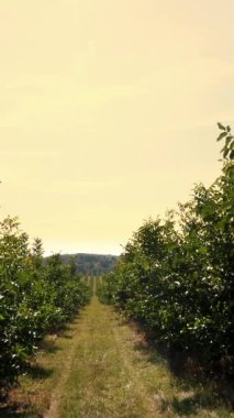 çiftlik alanları ceviz plantasyonları. ceviz ağaçları güneşli bir günde olgunlaşma ile kırsal bir plantasyon içinde sağlıklı ceviz ağaçlarının satırları.