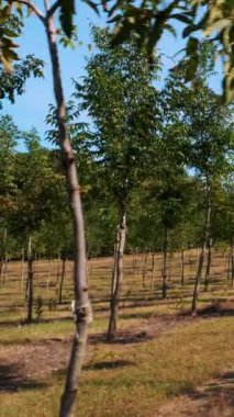 Forester 'ın eşsiz melez cevizinin tarlaları, değerli odunlar üretmek için tasarlanmış, kırsal kesimlerde, güneşli bir günde sağlıklı fındık ağaçları..