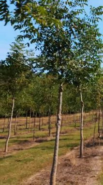 Forester 'ın eşsiz melez cevizlerinin tarlaları, değerli odunlar üretmek için tasarlanmış çiftlikler, kırsal kesimde, güneşli bir günde genç ve sağlıklı fındık ağaçları..