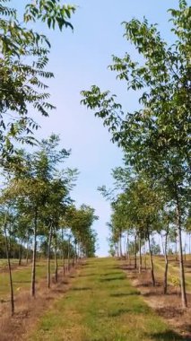 Forester 'ın eşsiz melez cevizlerinin tarlaları, değerli odunlar üretmek için tasarlanmış çiftlikler, kırsal kesimde, güneşli bir günde genç ve sağlıklı fındık ağaçları..