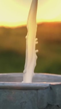 İnek sütü. Yakın plan. Gün batımında yeşil çayıra taze süt dökülüyor. Yan görünüş. Süt sağmak. Süt çiftliği. Süt ürünleri. Çiftçilik