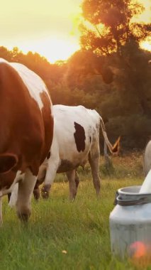 İnek sütü. Dişi çiftçi, gün batımında yeşil çayırlara taze süt dökerken arka planda inekler var. Süt sağmak. Süt çiftliği. Süt ürünleri. Çiftçilik