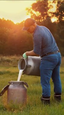 İnek sütü. Çiftçi yeşil çayır üzerine taze süt döküyor, gün batımında, arka planda ineklerle. Süt sağmak. Süt çiftliği. Süt ürünleri. Çiftçilik