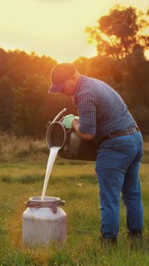İnek sütü. Çiftçi yeşil çayır üzerine taze süt döküyor, gün batımında, arka planda ineklerle. Süt sağmak. Süt çiftliği. Süt ürünleri. Çiftçilik