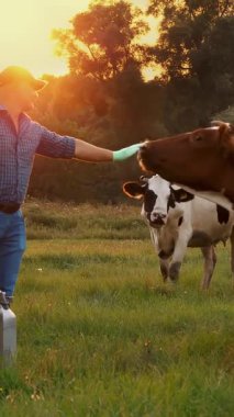 İnek sütü. Süt çiftliği. Çiftçi, gün batımında yeşil çayırında diğer ineklerle birlikte büyük bir ineği okşuyor. Süt sağmak. Süt ürünleri. Çiftçilik.