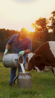 İnek sütü. Çiftçi yeşil çayır üzerine taze süt döküyor, gün batımında, arka planda ineklerle. Süt sağmak. Süt çiftliği. Süt ürünleri. Çiftçilik