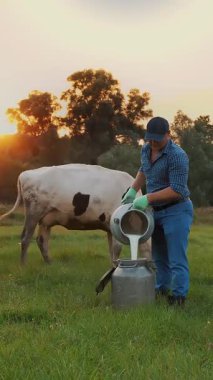 İnek sütü. Çiftçi yeşil çayır üzerine taze süt döküyor, gün batımında, arka planda ineklerle. Süt sağmak. Süt çiftliği. Süt ürünleri. Çiftçilik