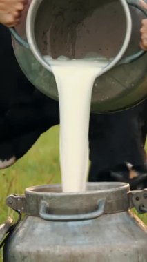 İnek sütü. Yakın plan. İki dişi çiftçi yeşil çayırlara taze süt döküyor. Arka planda bir inek var. Süt sağmak. Süt çiftliği. Süt ürünleri. Çiftçilik