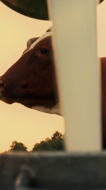 İnek sütü. Yakın plan. Taze süt konserve kutusuna dökülüyor, yeşil çayıra, gün batımında, arka planda bir inekle. Süt sağmak. Süt çiftliği. Süt ürünleri. Çiftçilik