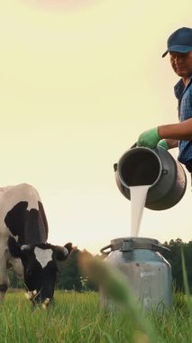 İnek sütü. Çiftçi yeşil çayıra taze süt döküyor, arka planda bir inekle. Süt sağmak. Süt çiftliği. Süt ürünleri. Çiftçilik