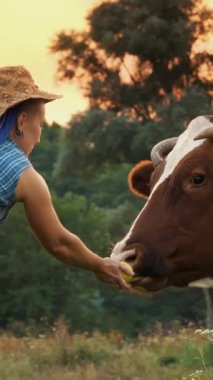 inek sütü. İneği besle. Gökkuşağı saçlı dişi çiftçi, gün batımında yeşil çayırda inekleri elmalarla besliyor. Süt sağmak. Süt ürünü. Çiftçilik. lgbt