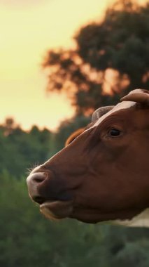 inek sütü. İneği besle. Gökkuşağı saçlı dişi çiftçi, gün batımında yeşil çayırda inekleri elmalarla besliyor. Süt sağmak. Süt ürünü. Çiftçilik. lgbt