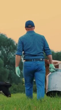 İnek sütü. Çiftçi, günbatımında otlayan ineklerin arka planına karşı yeşil çayır boyunca taze süt için büyük bir kutu taşıyor. Süt sağmak. Süt çiftliği. Süt ürünleri. Çiftçilik.