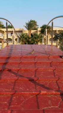 Hurghada, Mısır - 24 Ekim 2018: hotel Prima hayat. Otel havuzunda güzel kırmızı köprüden. güvercinler köprüde oturuyorsun.