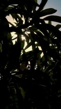 Güneşin karşı çekim yakın çekim. Güneş ışınları karanlık siluetleri yollarını yaprak yapmak