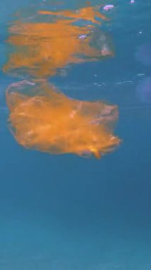 Yüzen plastik çöp, Çöp, torbalar ve su yüzeyinde tek kullanımlık bardak. denizve okyanusların kirliliği, Çevre sorunu. deniz yaşamına zarar, sakinleri.