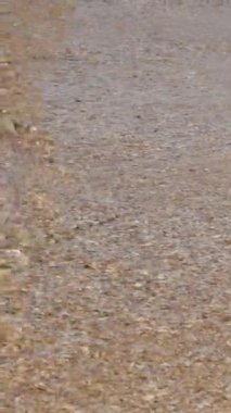 kumlu bir plajda sörf, şeffaf dalgalar, yakın çekim