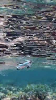 Denizde çöp. Denizin plastik kirliliği. Kullanılır, plastik torbalar mercan resifinde yavaşça sürüklenir, suyun altında, güneş ışığında. Plastik atık çevresel kirlilik sorunu