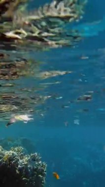 Denizde çöp. Denizin plastik kirliliği. Kullanılır, plastik torbalar mercan resifinde yavaşça sürüklenir, suyun altında, güneş ışığında. Plastik atık çevresel kirlilik sorunu