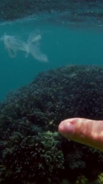 Denizde çöp. Denizi temizle. Sudaki çöpleri toplayın. Yakın plan. Erkek el atıkları yakalar, plastik torbalar kullanır. Birinci şahıs görüşü. Deniz ya da okyanus kirliliği. çevre koruması.