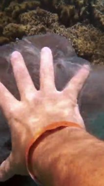 Denizde çöp. Denizi temizle. Sudaki çöpleri toplayın. Yakın plan. Erkek el atıkları yakalar, plastik torbalar kullanır. Birinci şahıs görüşü. Deniz ya da okyanus kirliliği. çevre koruması.