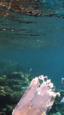 Denizde çöp. Denizin plastik kirliliği. Kullanılmış, beyaz plastik torba mercan resifinin üzerinde yavaşça sürükleniyor, suyun altında, güneş ışığında. Plastik atık çevresel kirlilik sorunu