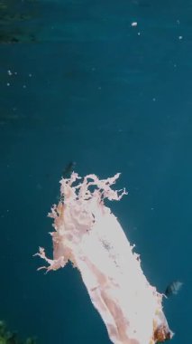 Denizde çöp. Denizin plastik kirliliği. Kullanılmış, beyaz plastik torba mercan resifinin üzerinde yavaşça sürükleniyor, suyun altında, güneş ışığında. Plastik atık çevresel kirlilik sorunu