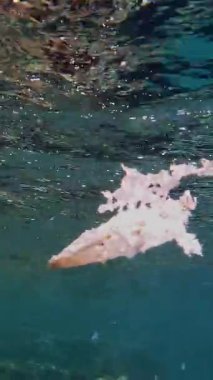 Denizde çöp. Denizin plastik kirliliği. Kullanılmış, beyaz plastik torba mercan resifinin üzerinde yavaşça sürükleniyor, suyun altında, güneş ışığında. Plastik atık çevresel kirlilik sorunu