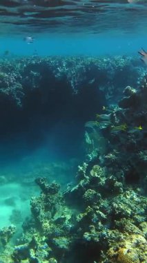 Su altı mercan kayalıkları. Renkli egzotik balıklarla dolu deniz altı mercan bahçesi. Deniz hayatı. Deniz dünyası. Sualtı Tropik Balık ve Mercan Bahçesi.