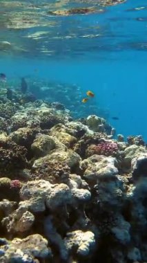 Su altı mercan kayalıkları. Renkli egzotik balıklarla dolu deniz altı mercan bahçesi. Deniz hayatı. Deniz dünyası. Sualtı Tropik Balık ve Mercan Bahçesi.